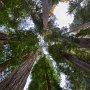 California's Redwood Coast